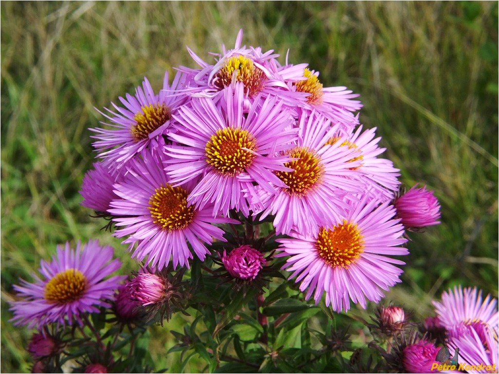 Изображение особи Symphyotrichum novae-angliae.