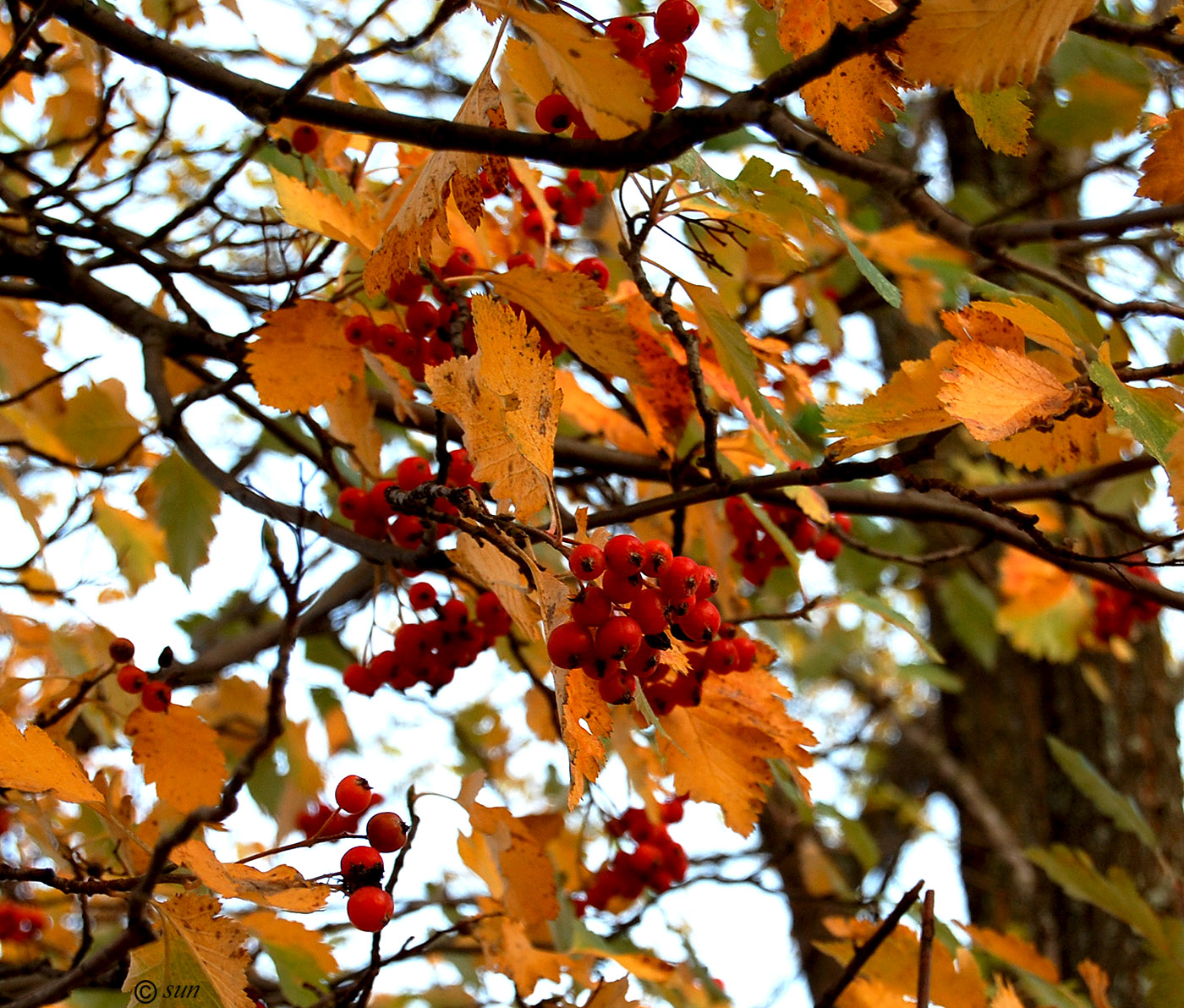 Image of Sorbus intermedia specimen.