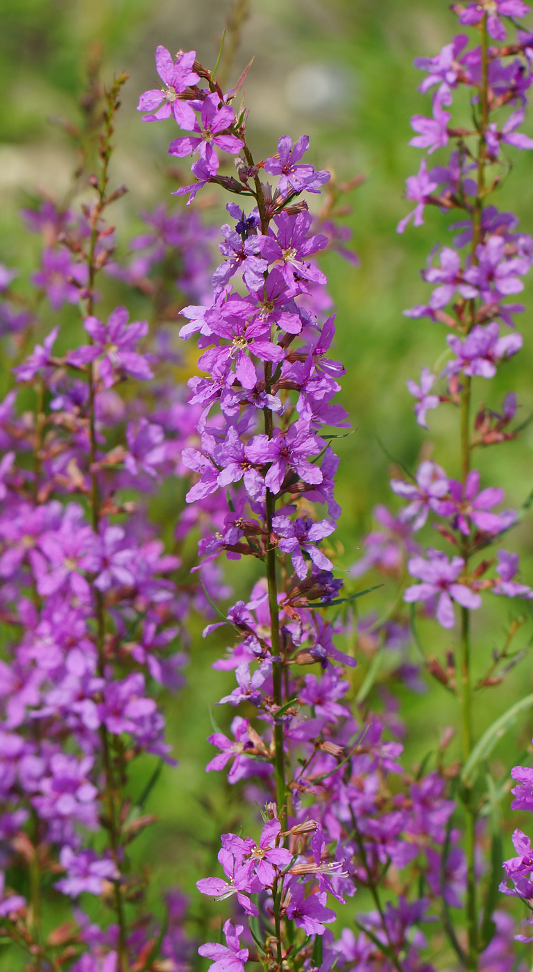 Изображение особи Lythrum virgatum.