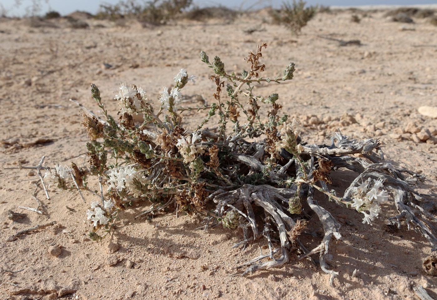 Image of Thymbra capitata specimen.