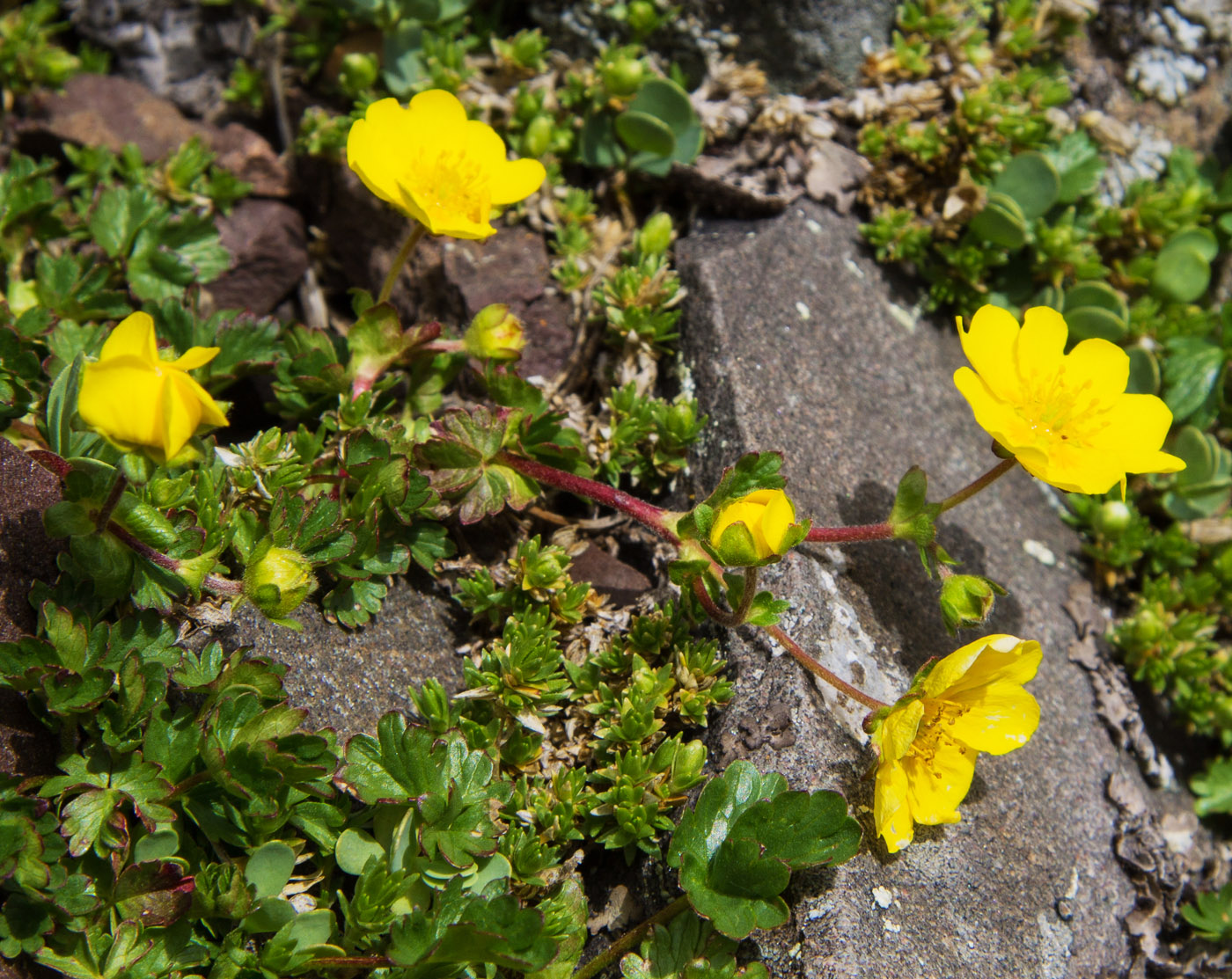 Image of Potentilla gelida specimen.