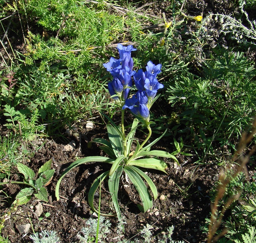 Изображение особи Gentiana decumbens.