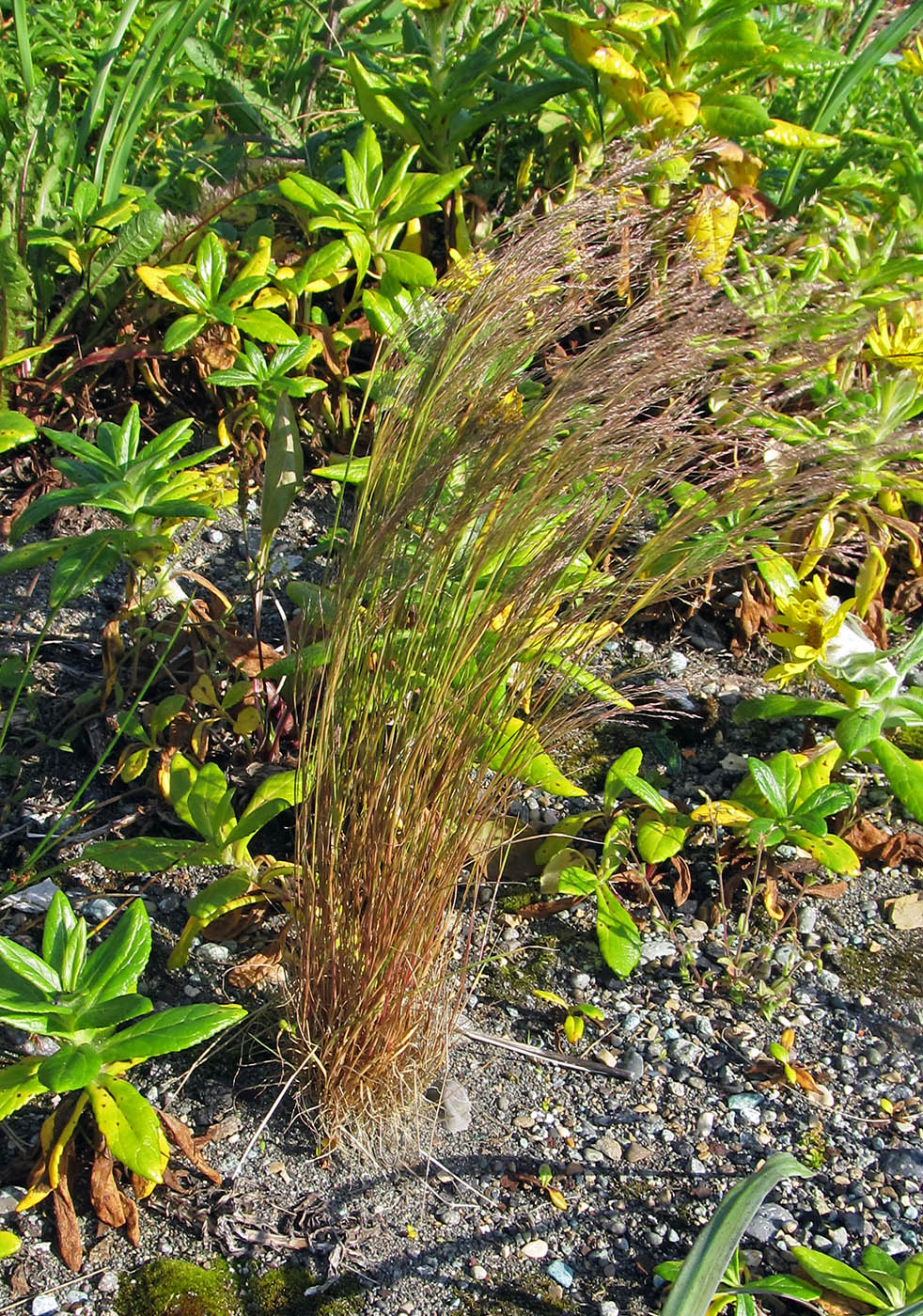 Image of Agrostis clavata specimen.