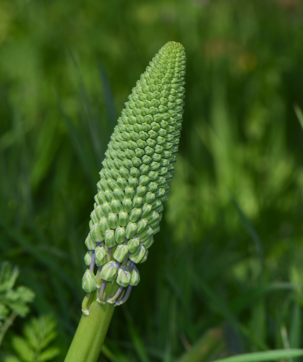 Image of Scilla hyacinthoides specimen.