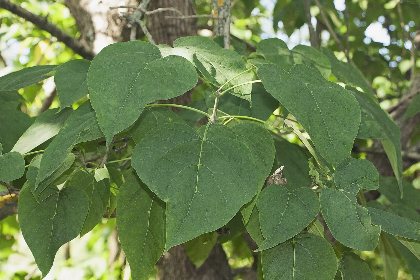 Image of Catalpa bignonioides specimen.
