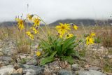 Arnica frigida. Цветущее растение. Чукотка, побережье бухты Провидения, каменистый участок. 28.07.2011.