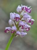 Orchis simia. Соцветие. Азербайджан, Гахский р-н, окр. храма Кюрмюк, у тропы в лесу. 8 апреля 2017 г.