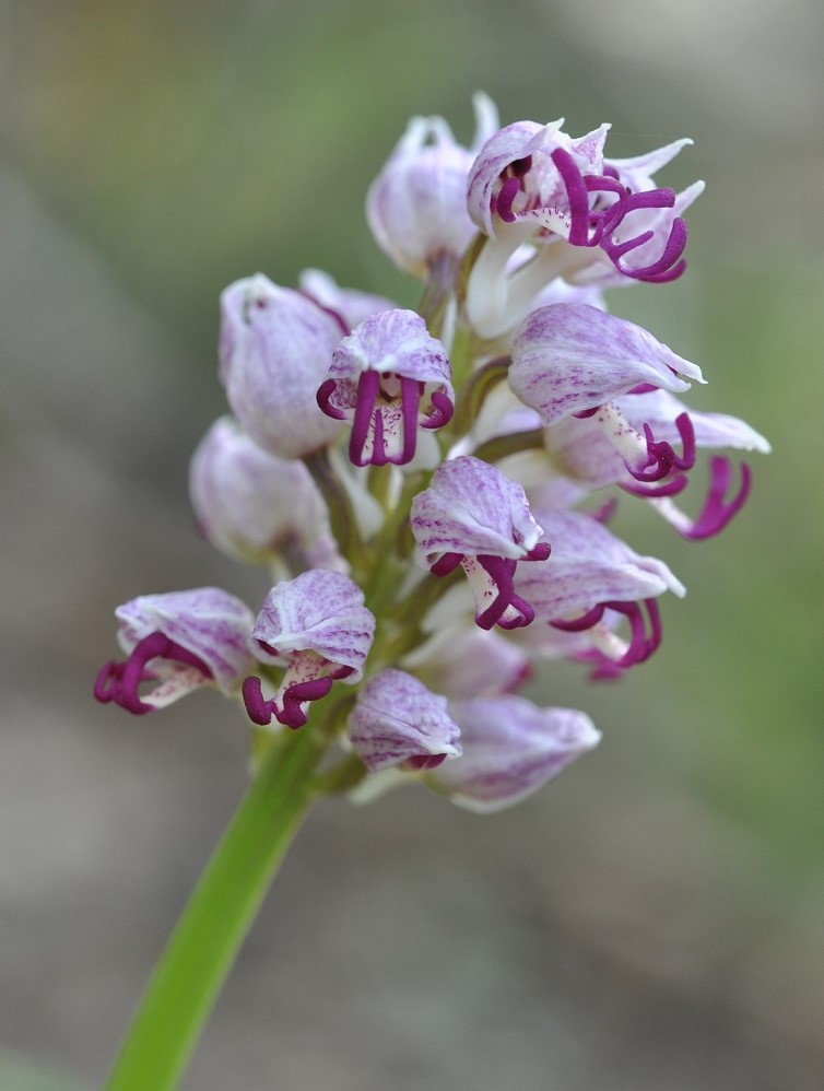 Image of Orchis simia specimen.