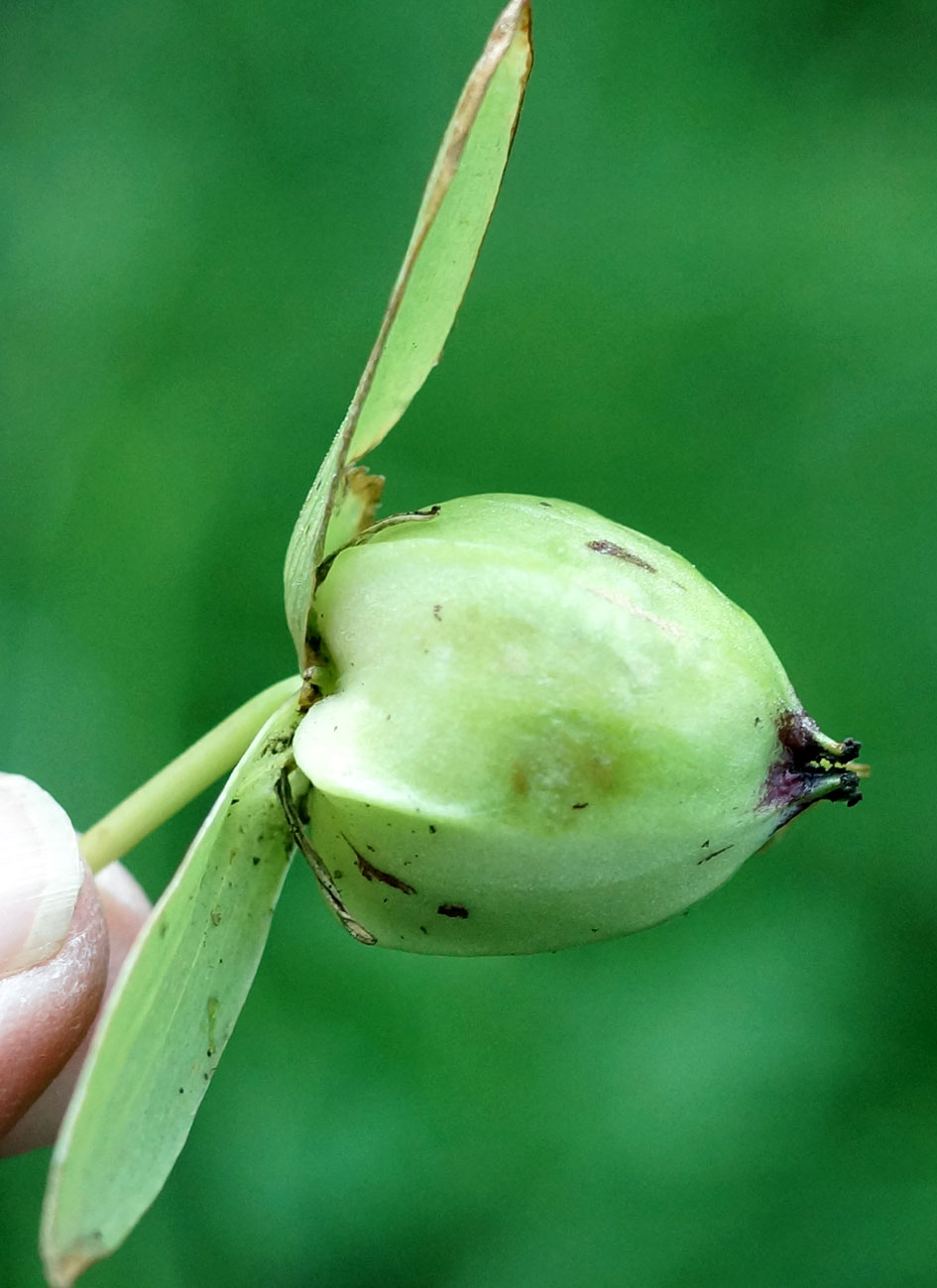 Image of Trillium camschatcense specimen.