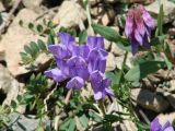 Vicia olchonensis