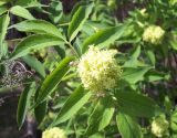 Sambucus sibirica. Верхушка побега с соцветием. Башкирия, окр. Белорецка, гора Мраткина. Опушка соснового леса. Вторая декада мая.