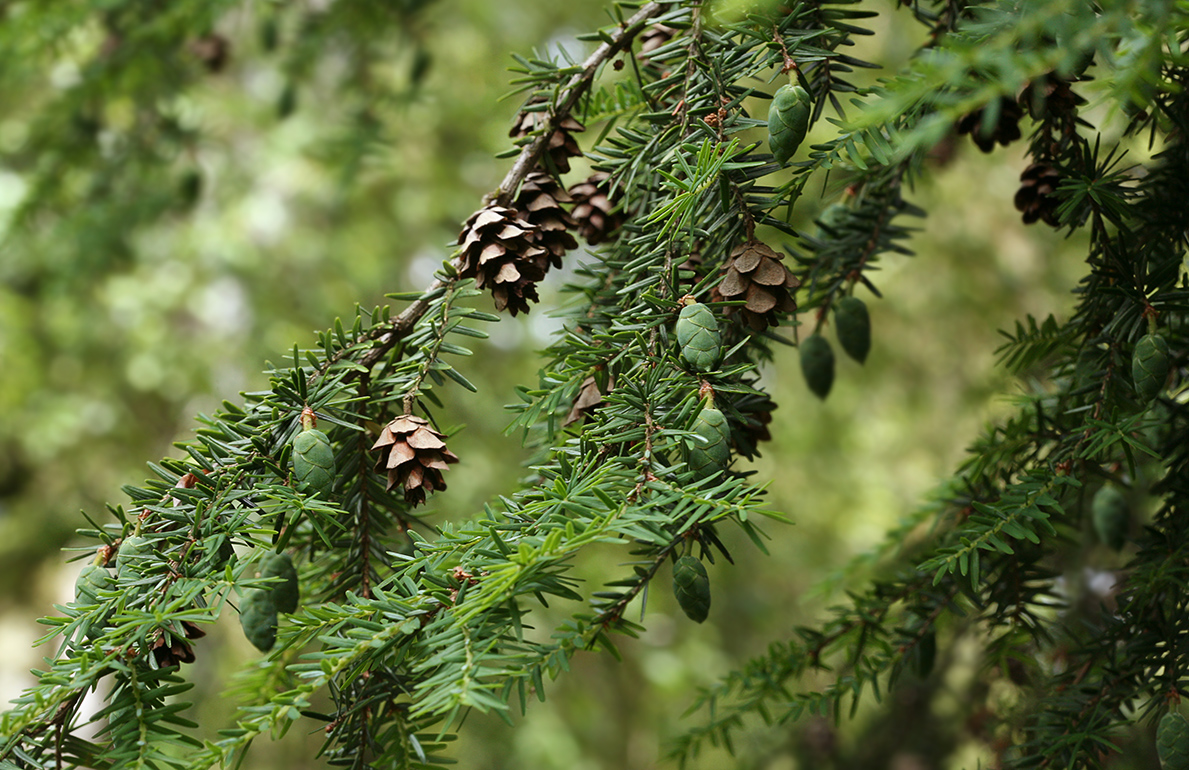 Изображение особи Tsuga canadensis.