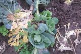 Brassica oleracea разновидность capitata. Поросль от кочерыжки. Тверская обл., Весьегонский р-н, с. Чистая Дуброва, в культуре. 17 сентября 2016 г.