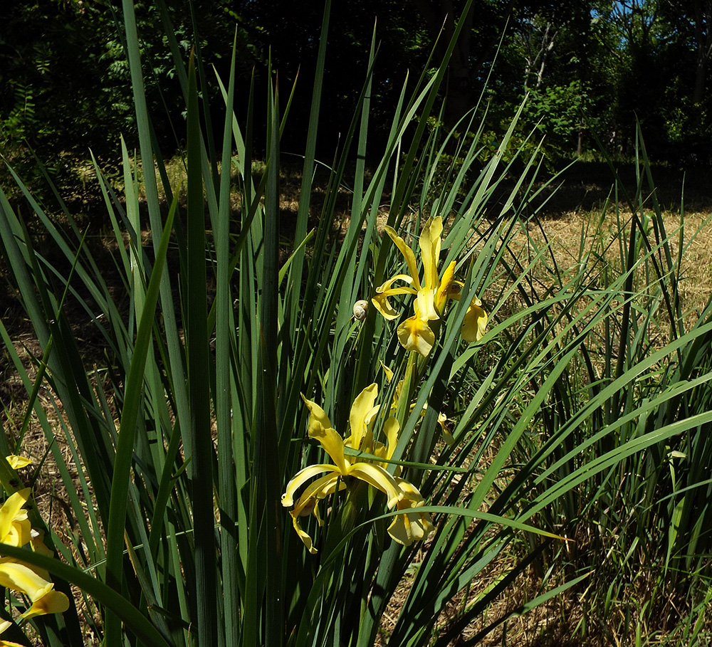 Image of Iris halophila specimen.