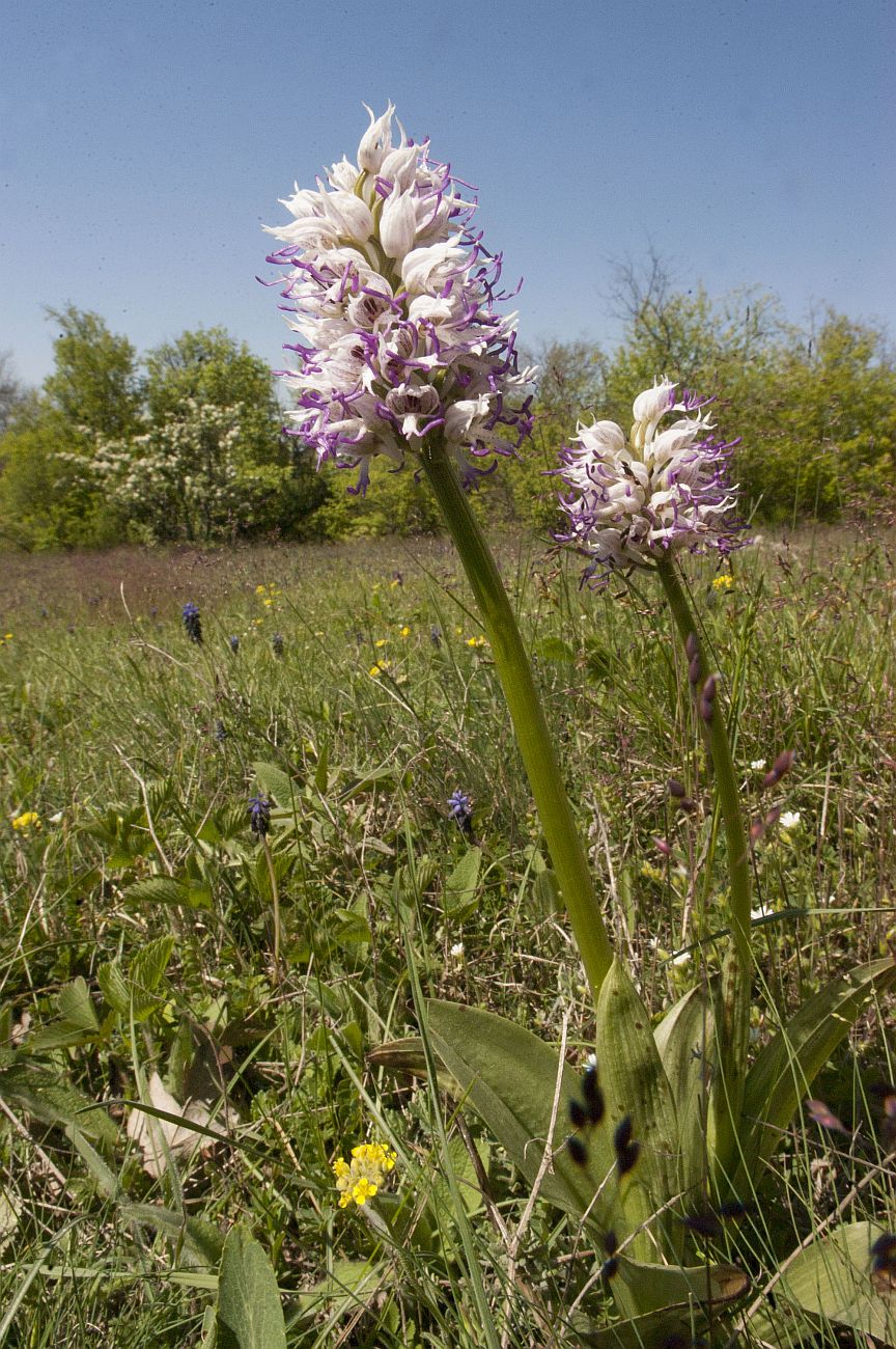 Image of Orchis simia specimen.