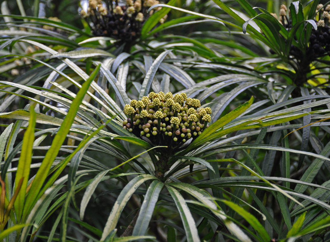 Image of Osmoxylon lineare specimen.