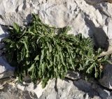 Campanula celsii