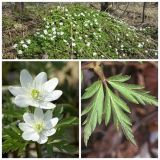 Anemone amurensis подвид kamtschatica. Цветущее растение. Цветок. Лист. Камчатский край, Елизовский р-н, долина р. Паратунка, пойменный лес. 20.05.2010.