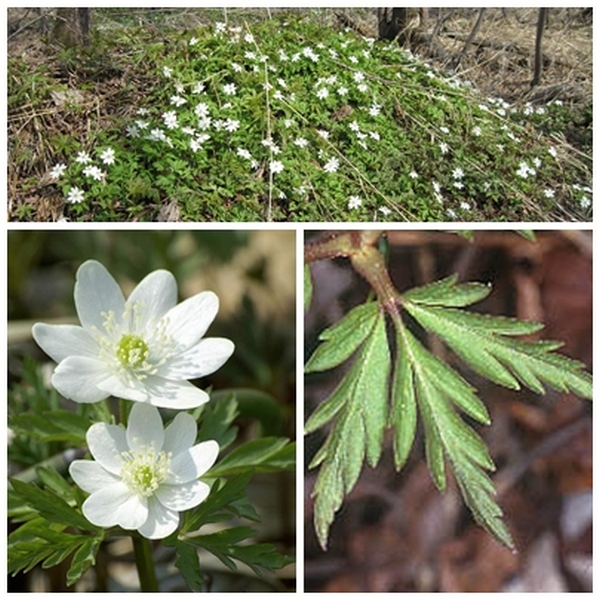 Image of Anemone amurensis ssp. kamtschatica specimen.
