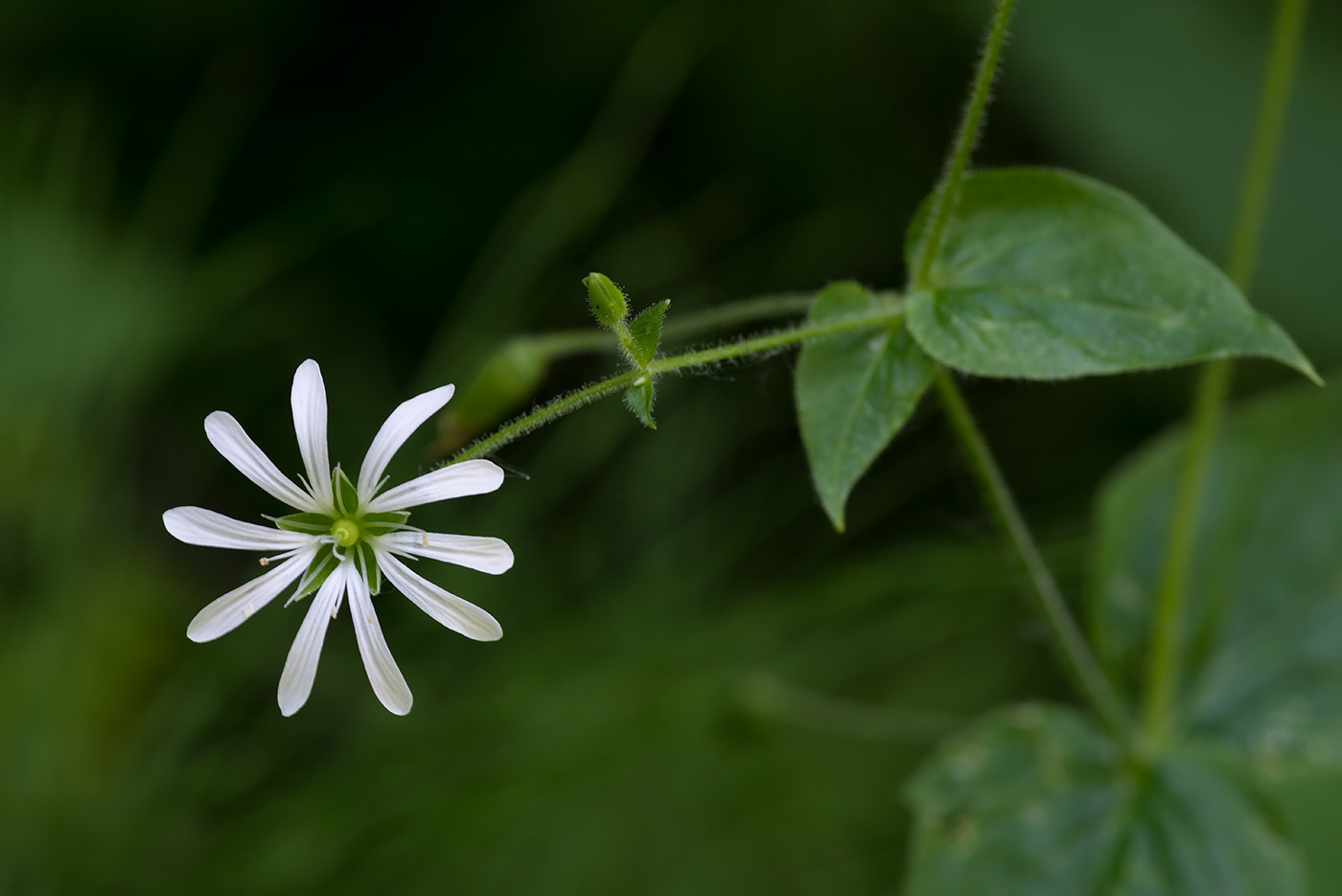 Image of Stellaria nemorum specimen.