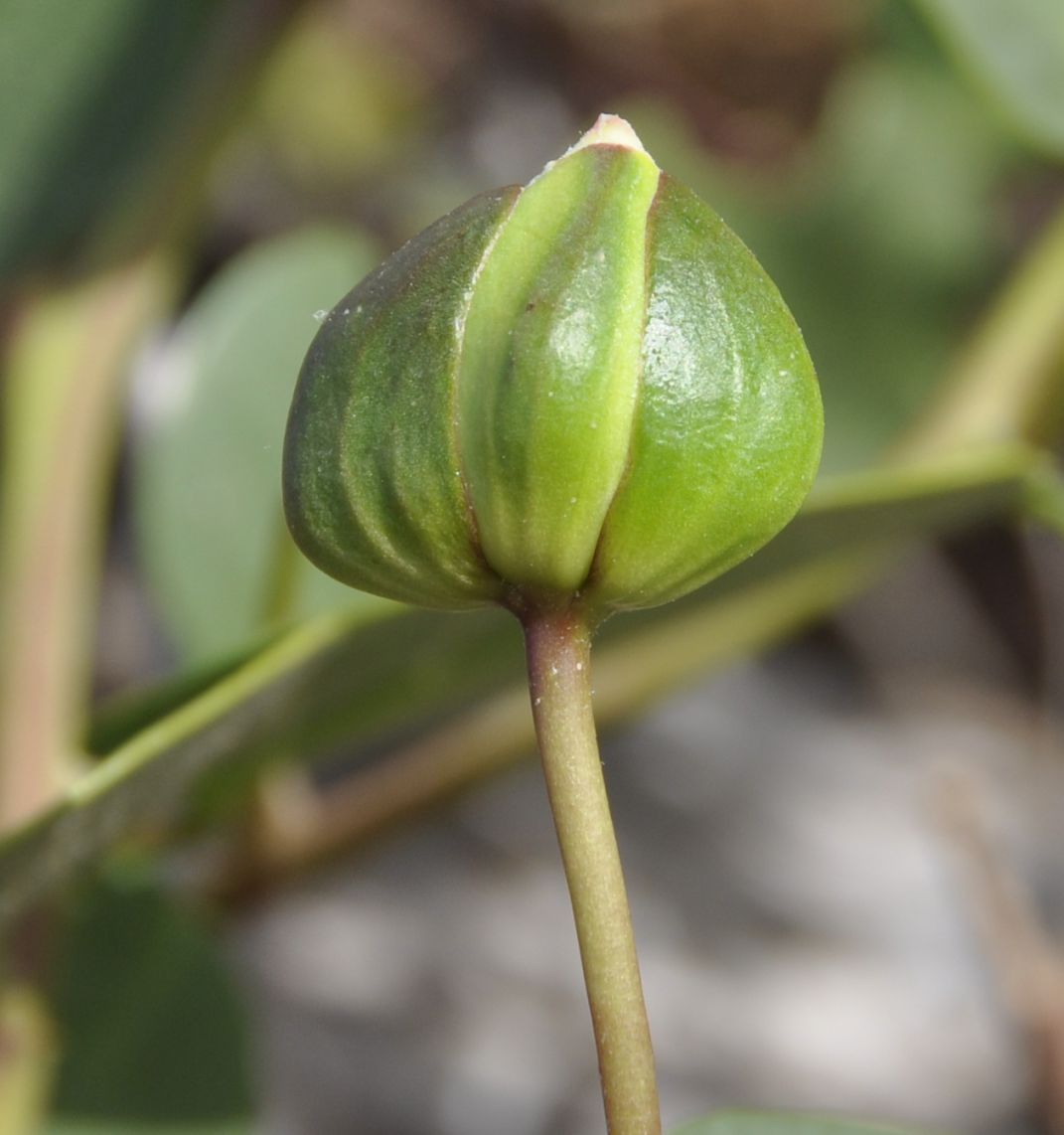 Image of Capparis orientalis specimen.