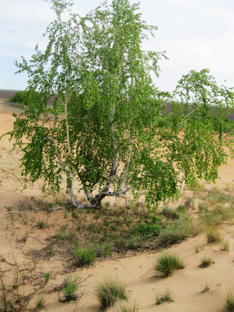 Изображение особи Betula borysthenica.