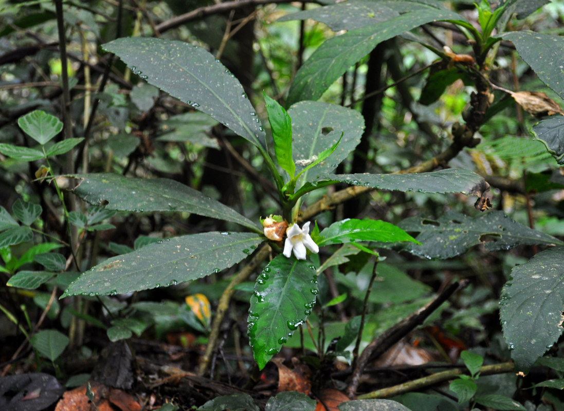 Image of Cyrtandra wallichii specimen.