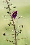 Verbascum phoeniceum. Часть соцветия с завязавшимися плодами. Ростовская обл., Сальский р-н, окр. пос. Тальники, склон степной балки. 16.05.2018.