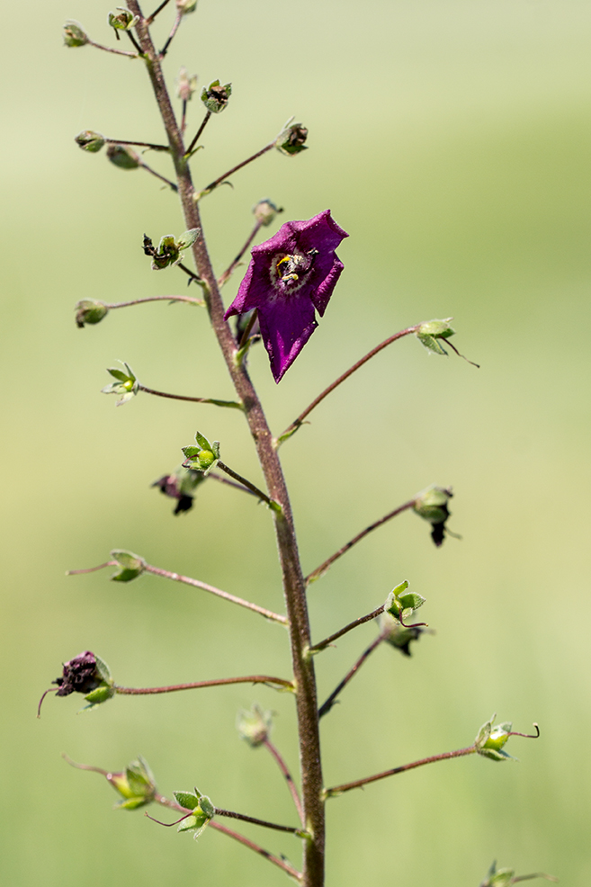 Image of Verbascum phoeniceum specimen.