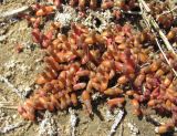 Salicornia perennans