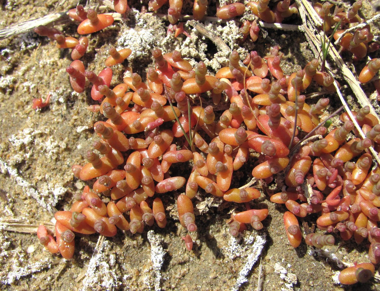 Изображение особи Salicornia perennans.