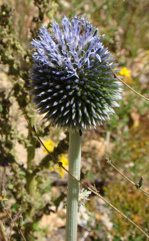 Изображение особи род Echinops.
