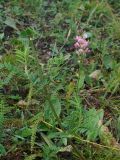 Onobrychis viciifolia