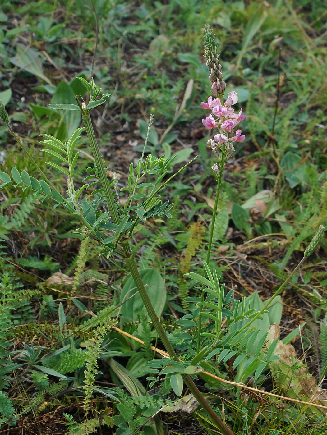 Image of Onobrychis viciifolia specimen.