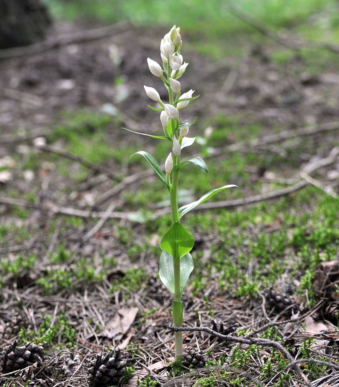 Изображение особи Cephalanthera damasonium.