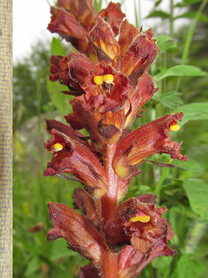 Изображение особи Orobanche alba ssp. xanthostigma.