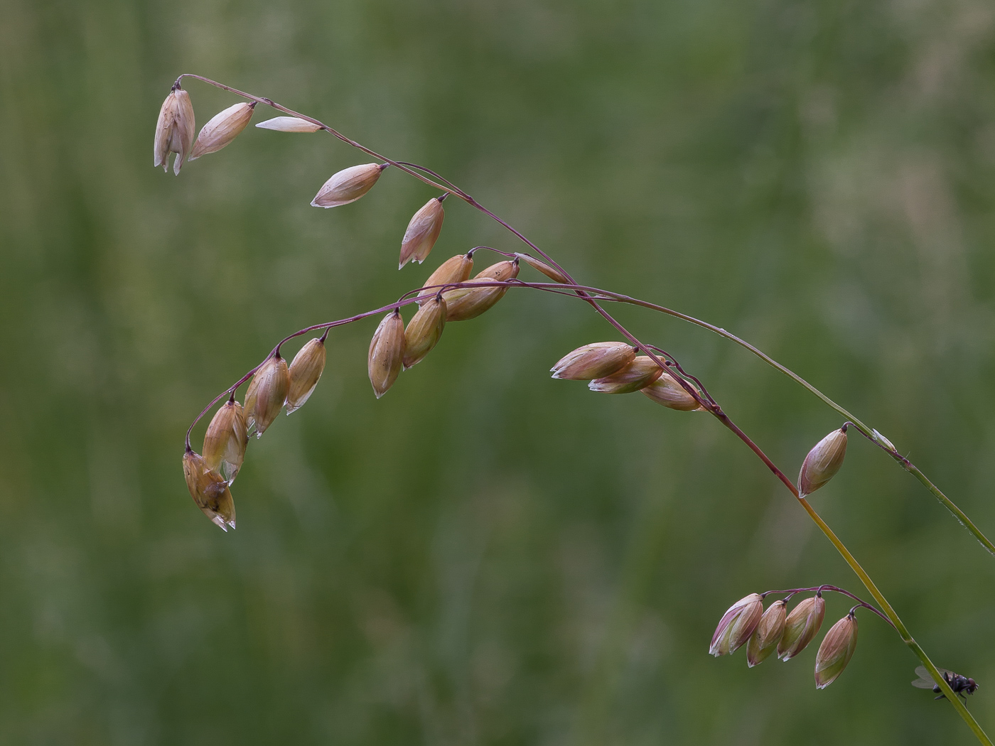 Image of Melica nutans specimen.