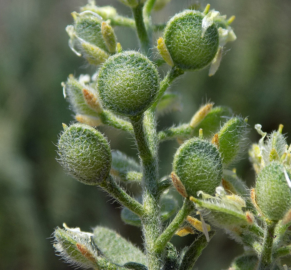 Image of Alyssum hirsutum specimen.