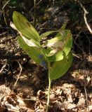 Polygonatum odoratum. Плодоносящее растение. Крым, Белогорский р-н, возле Топловского монастыря, на склоне возле дороги к источникам, лиственный лес. 11.08.2018.