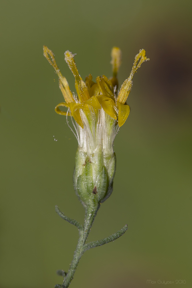 Image of Galatella biflora specimen.