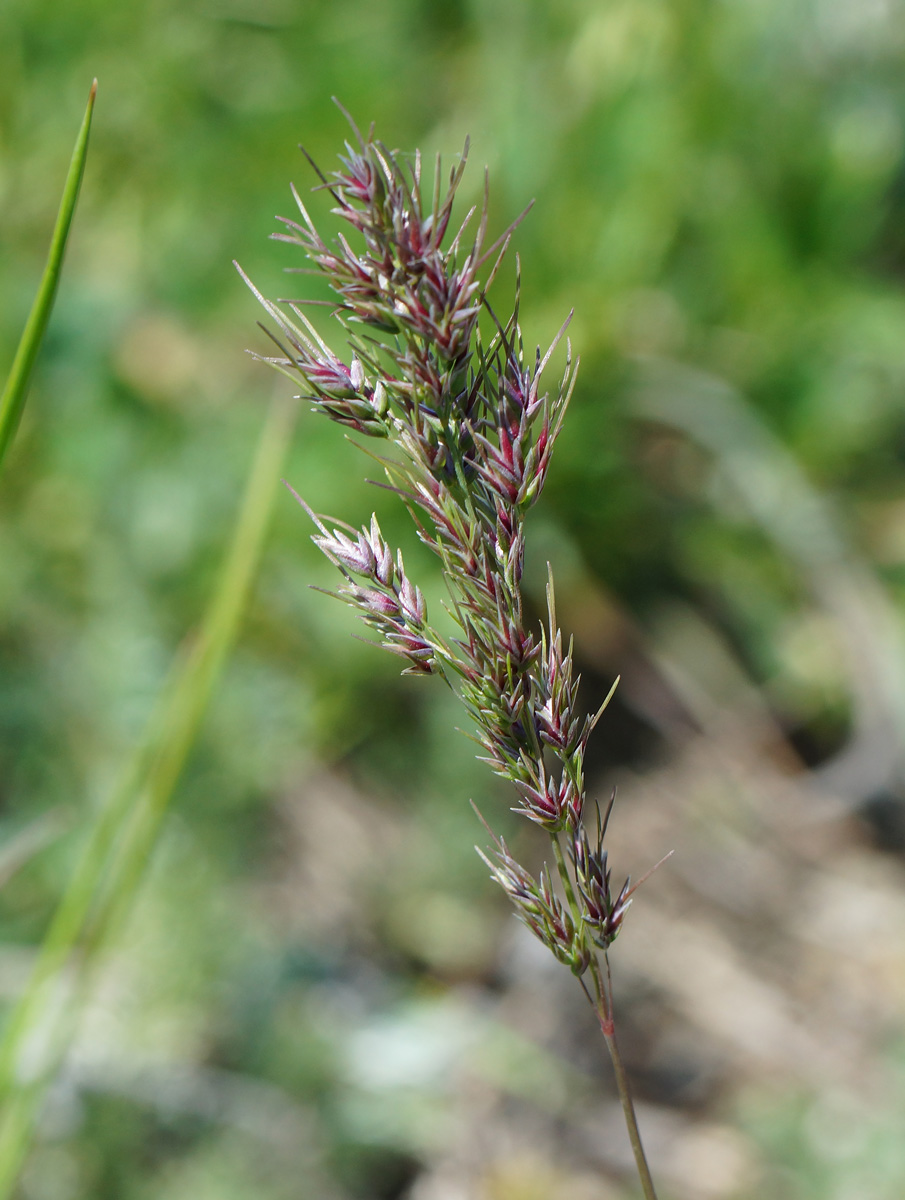 Изображение особи Poa bulbosa ssp. vivipara.