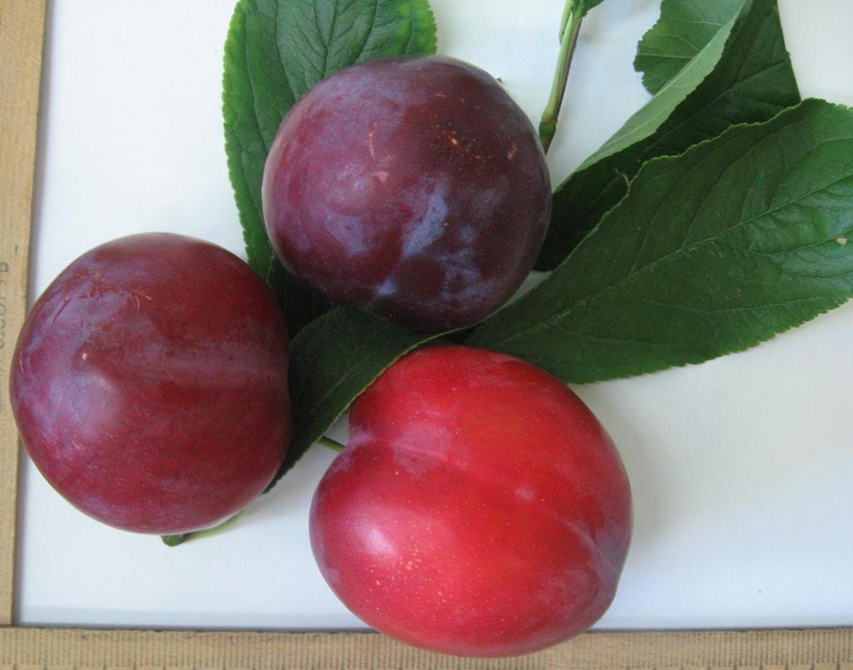 Image of Prunus salicina specimen.