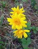 Arnica iljinii. Соцветия-корзинки. Чукотка, Билибинский р-н, восточная окр. г. Билибино, поляна в лесу. 22.06.2018.