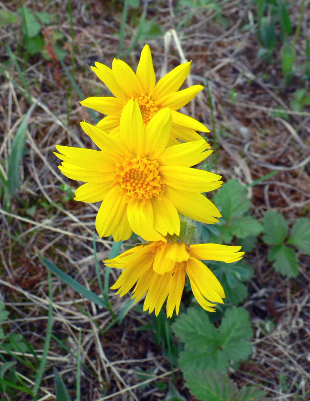 Изображение особи Arnica iljinii.