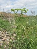Valerianella uncinata. Плодоносящее растение. Дагестан, Кумторкалинский р-н, близ ж. д. 06.05.2018.