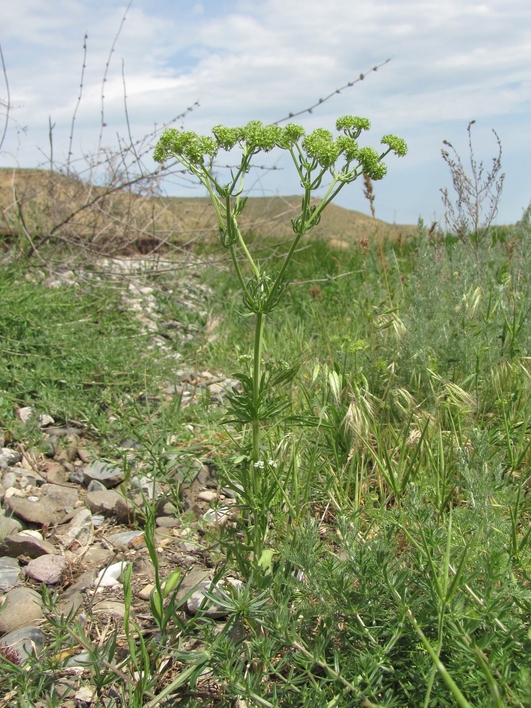 Image of Valerianella uncinata specimen.