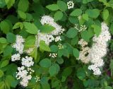 Spiraea chamaedryfolia. Цветущие ветви. Новосибирск, в культуре. 03.06.2010.