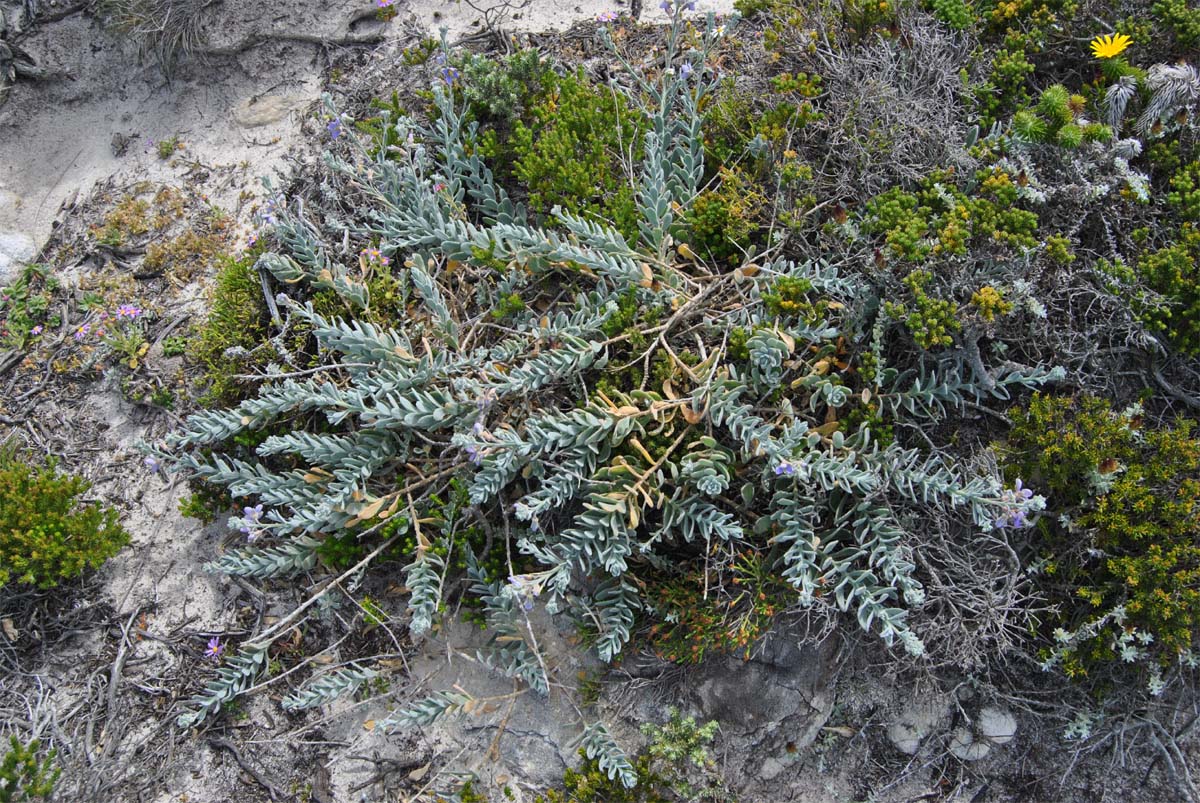 Изображение особи Heliophila cinerea.