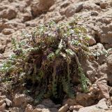 Chorispora bungeana