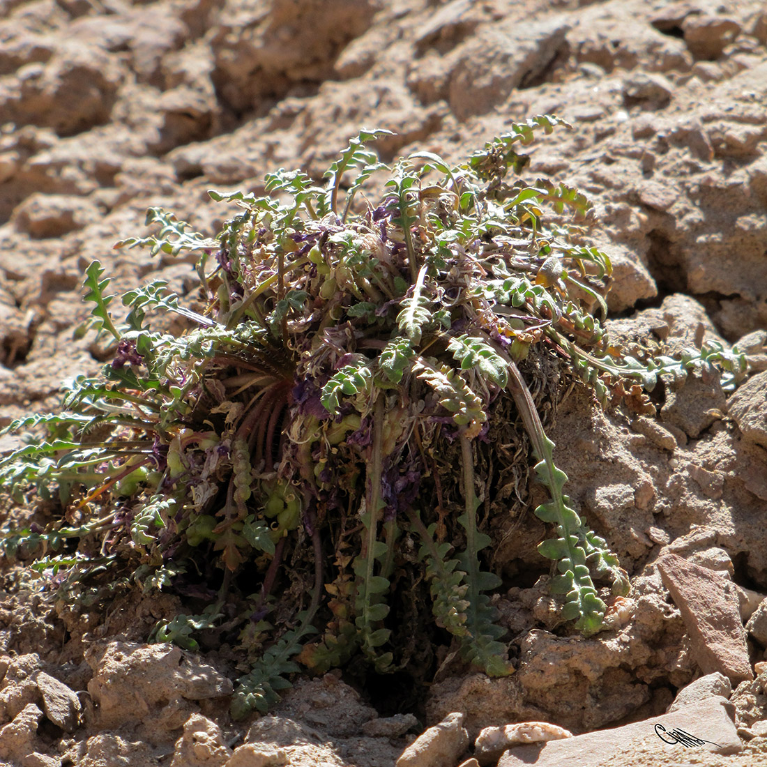Image of Chorispora bungeana specimen.